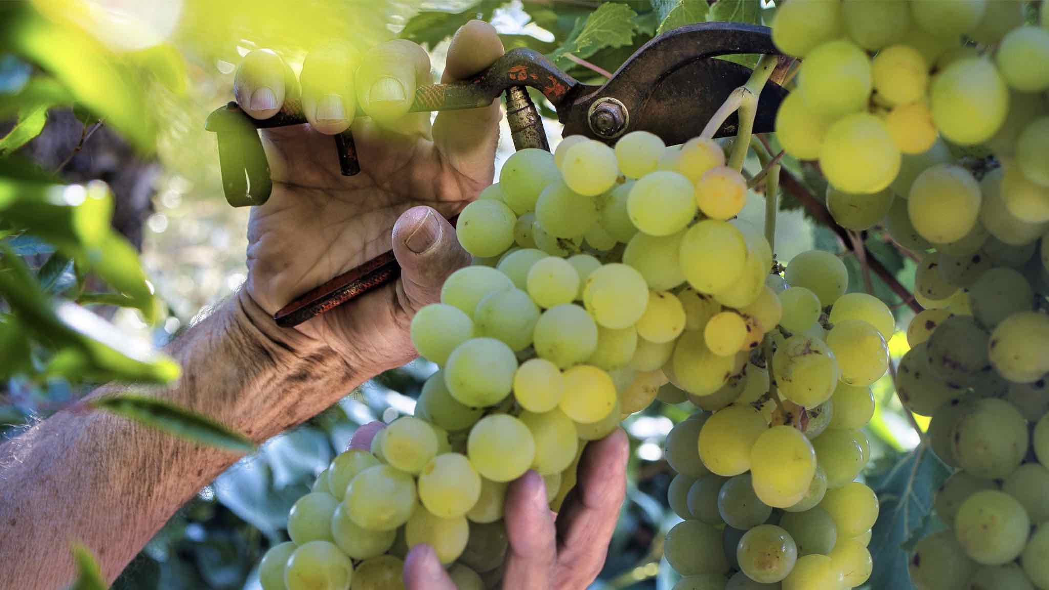 La vendemmia combina la sapienza umana e l'esperienza con la tecnologia, regalando un vino di qualità che racconta la passione di chi lavora la terra.